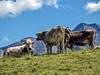 Švýcarské pastviny